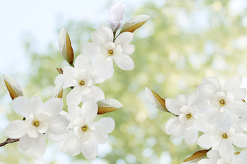 Fototapeta na wymiar Beautiful magnolia flower isolated on green nature background.