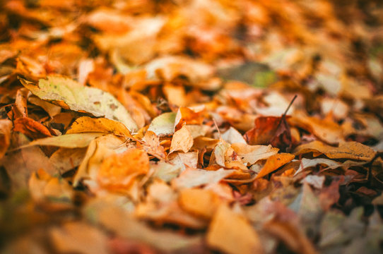 Fallen yellow leaves lying on the ground closeup background detail - Golden autumn colorful season changing concept nature scene scene wallpaper. Selective focus.