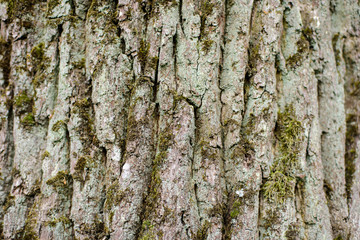Texture of old tree bark with green moss