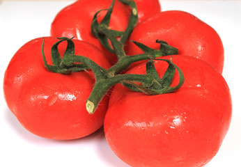fresh tomatoes on white background