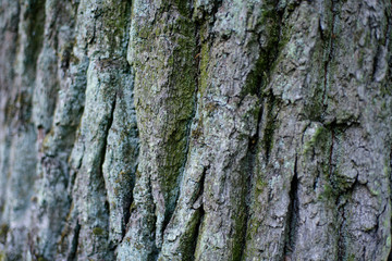 Texture of old tree bark with green moss