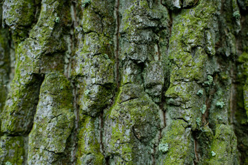Texture of old tree bark with green moss