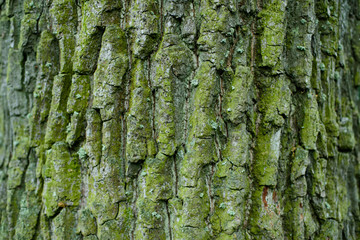Texture of old tree bark with green moss