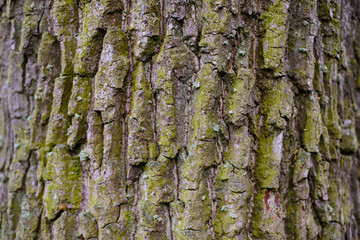 Texture of old tree bark with green moss