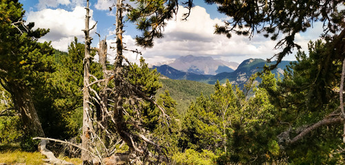Paysage de montagne, Forêt de Durbon, Durbon, Durbonas, Hautes-Alpes, Provence-Alpes-Côte d'Azur,...