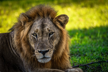 Lionshead