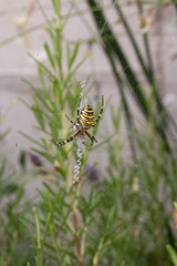 wasp spider