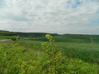 Winter wheat is spike on the field in spring.