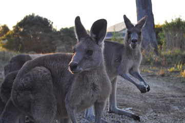 Kangaroos in the wild, suburban area of Valla Beach, NSW, Australia