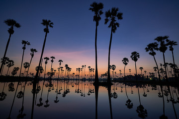 amazing view of sunrise with sugar palms trees and mirror on water