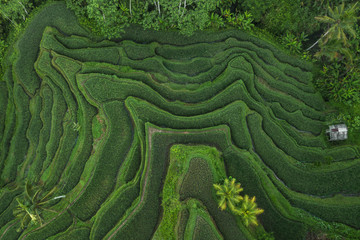 Aerial view of Tegallalang Bali rice terraces. Abstract geometric shapes of agricultural parcels in green color. Drone photo directly above field. - 286112538