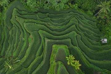 Keuken foto achterwand Rijstvelden Luchtfoto van de rijstterrassen van Tegallalang Bali. Abstracte geometrische vormen van landbouwpercelen in groene kleur. Drone foto direct boven veld.