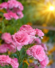 buds of pink blooming roses in the garden, rays of the bright sun