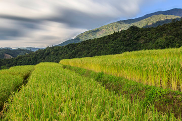 Obraz premium Rice Terrace