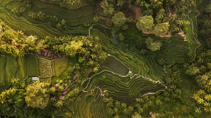 Poster Im Rahmen Tegallalang Rice Terraces in Bali. Aerial view from above in the morning © Oleg Breslavtsev