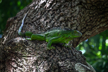 green lizard on tree