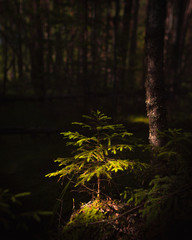 Sun illuminated pine tree in a dark forest
