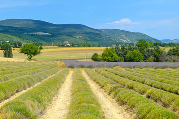 Fototapeta na wymiar Green lavender fields without flowers