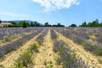 Obraz premium Lavender fields of Provence on a background of mountains