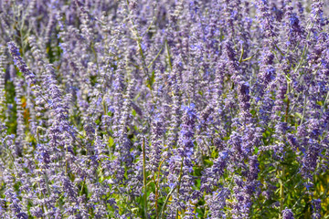 Fototapeta na wymiar Purple background of lavender flowers 
