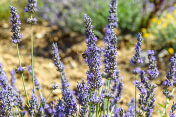 Fototapeta premium bee bumblebee pollinates lavender flowers&nbsp;