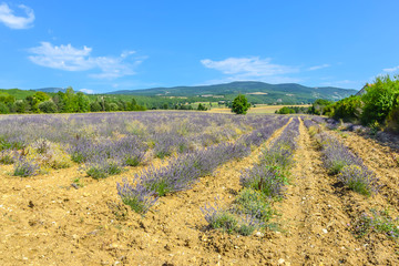 Fototapeta na wymiar Lavender fields of Provence on a background of mountains
