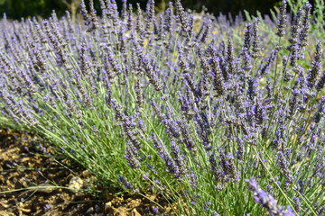 Purple background of lavender flowers 