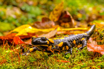 Bieszczady - Salamandra - Jaszczurka