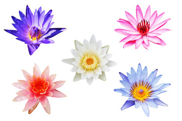 Fototapeta na wymiar set of lotus flowers