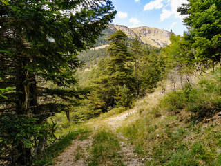 Paysage sauvage de montagne, Forêt de Durbon, Durbon, Durbonas, Hautes-Alpes, Provence-Alpes-Côte d'Azur, France