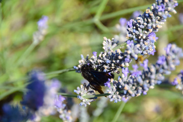 bee bumblebee pollinates lavender flowers 