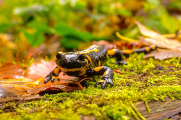Bieszczady - Salamandra - Jaszczurka