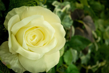 White Rose Flower over a Leaf Wall Background