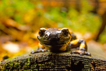 Bieszczady - Salamandra - Jaszczurka