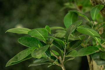 Bonsai Green Leaves Close Up