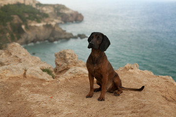 Red hunting dog breed Bavarian mountain hound on vacation at sea. The concept is a journey with animals.