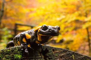 Bieszczady - Salamandra - Jaszczurka