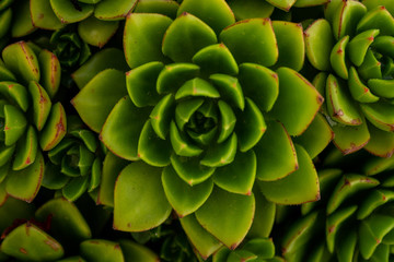 Small Succulent Cactus Close Up