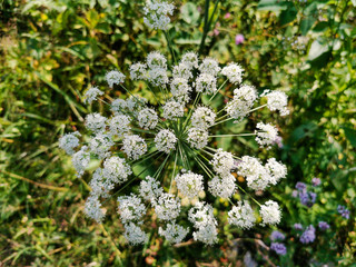 Le fenouil des Alpes, plantes herbacée, hauts plateaux du Vercors, France