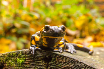 Bieszczady - Salamandra - Jaszczurka
