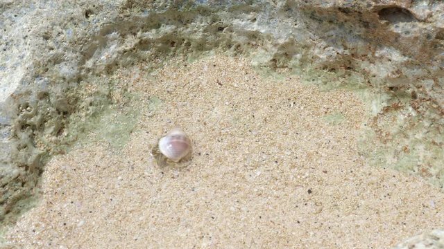 Little hermit crab is walking in water on a beach with sand and stones during sunny day