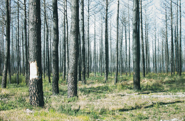 Pine Forest in the Summer