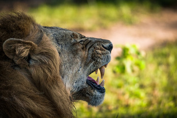Lionshead