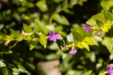 Flower of a hyssop loosestrife, Lythrum hyssopifolia.