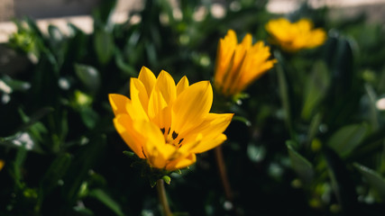 Fototapeta premium yellow flower in the garden
