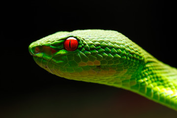 Closeup colorful Green pit viper head portrait (taken from Thailand, Southeast Asia)