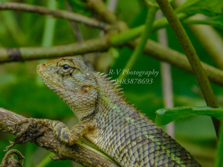 green iguana on a branch