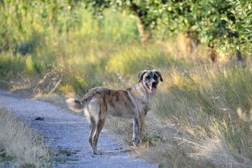 stray dog in nature on a morning sun