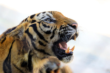 Closeup headshot of Tigers in white tone background. Animal wildlife concept.