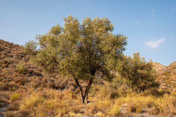 Turrilla canyon in the summer